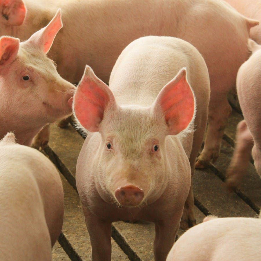 Porcs