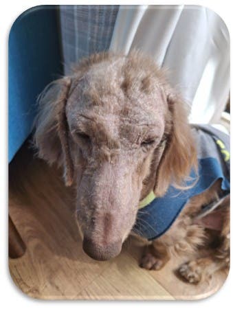 Charlie before photo - showing a dog with poor skin condition.