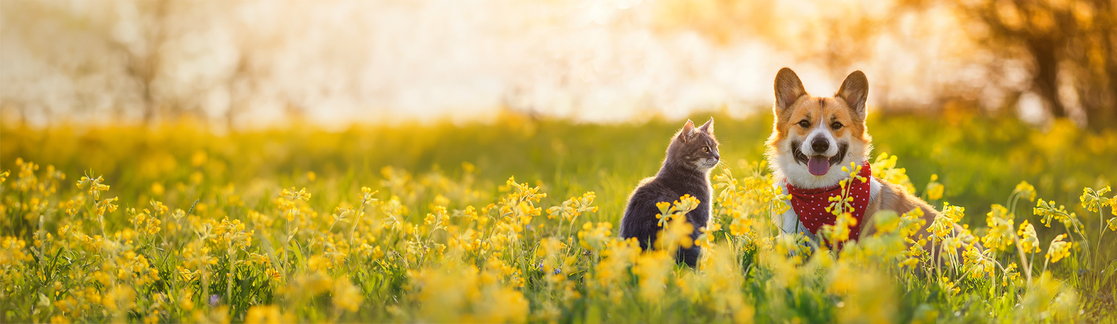 Panoramic banner of a happy Corgi dog with a red bandana and a grey tabby cat sitting together in a sun-drenched field of yellow wildflowers.