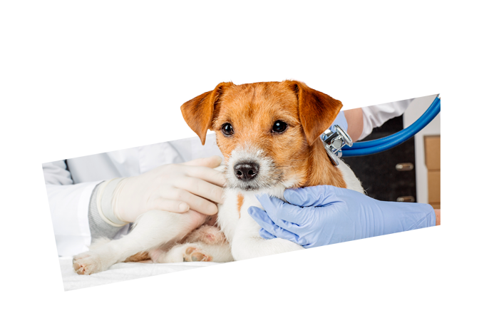 Cão no veterinário