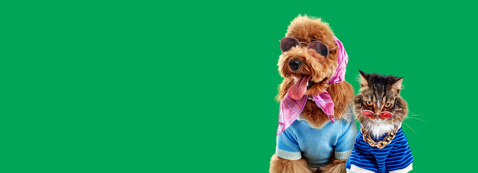 Playful 'Pets with Taste' marketing banner featuring a brown poodle in sunglasses and a pink headscarf alongside a tabby cat in red sunglasses and a gold chain.