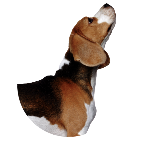 Cachorro da raça Beagle de perfil, com o focinho voltado para cima, à frente de um círculo branco