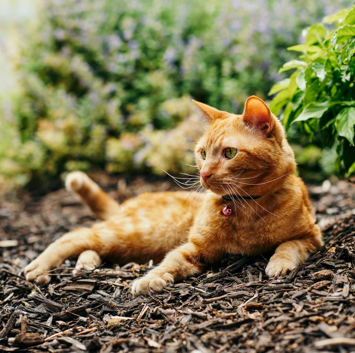 Chat