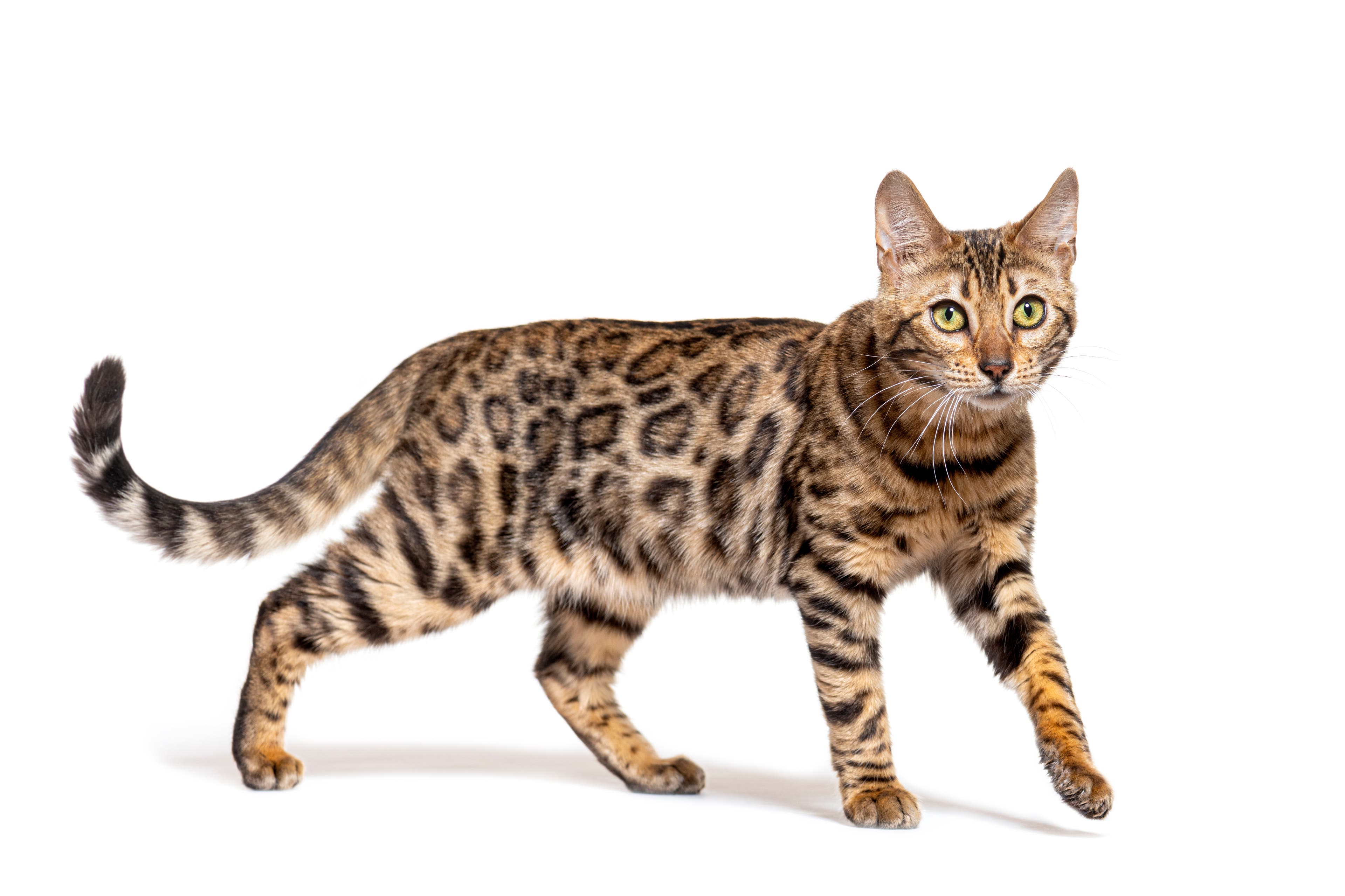 Bengal cat walking