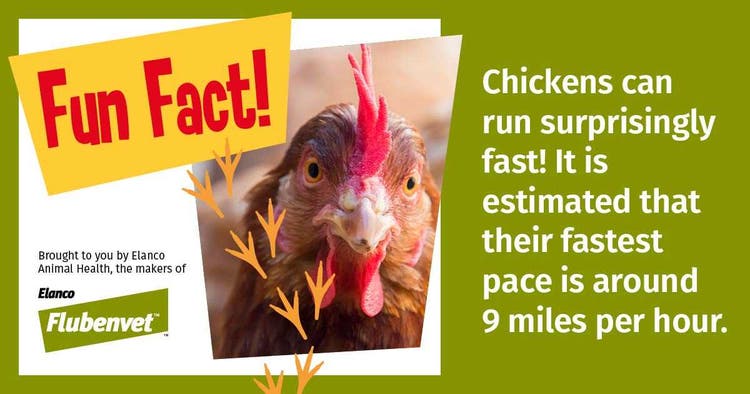 Chicken Social Posts Fun Fact