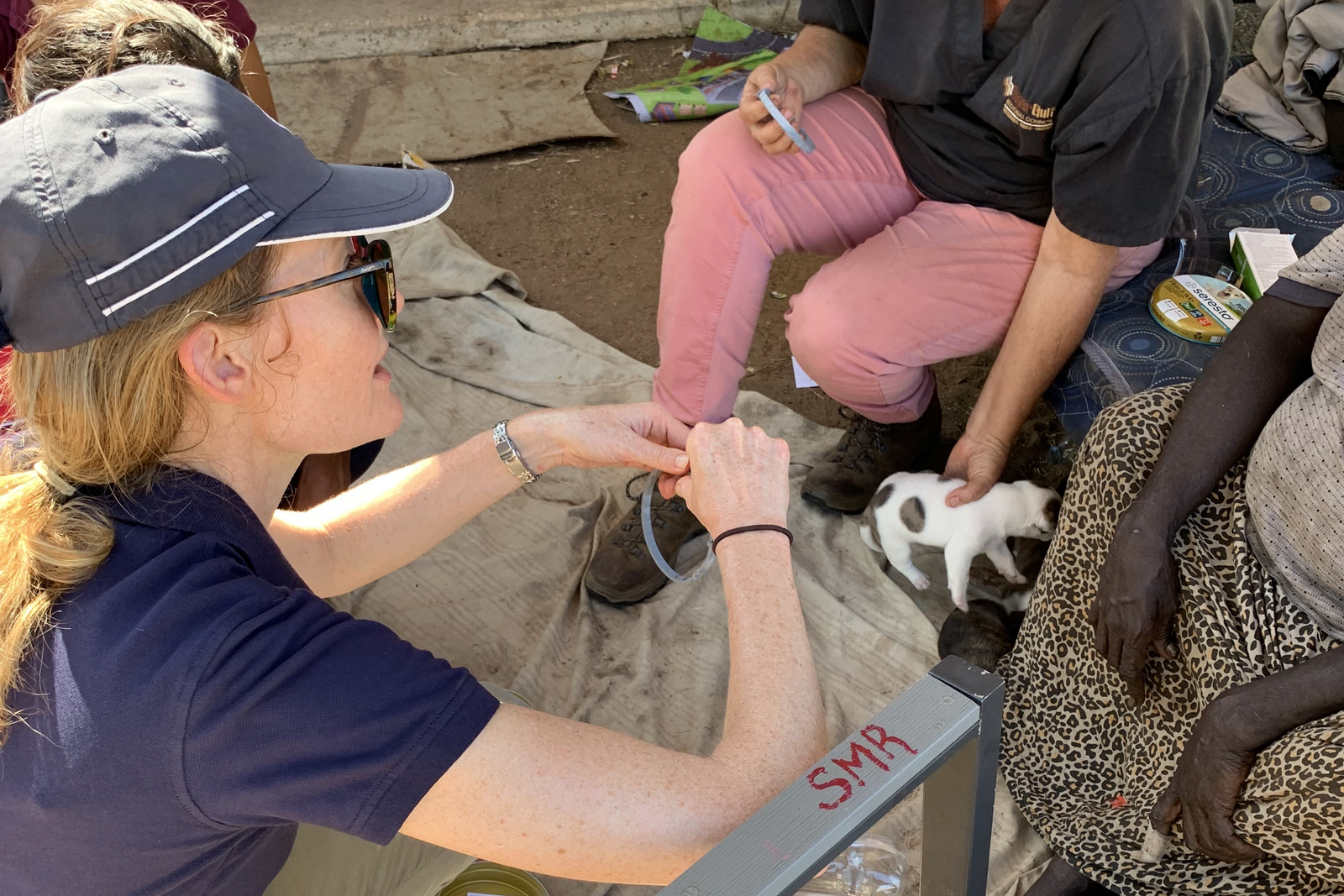 Vet applying Seresto collar to a puppy