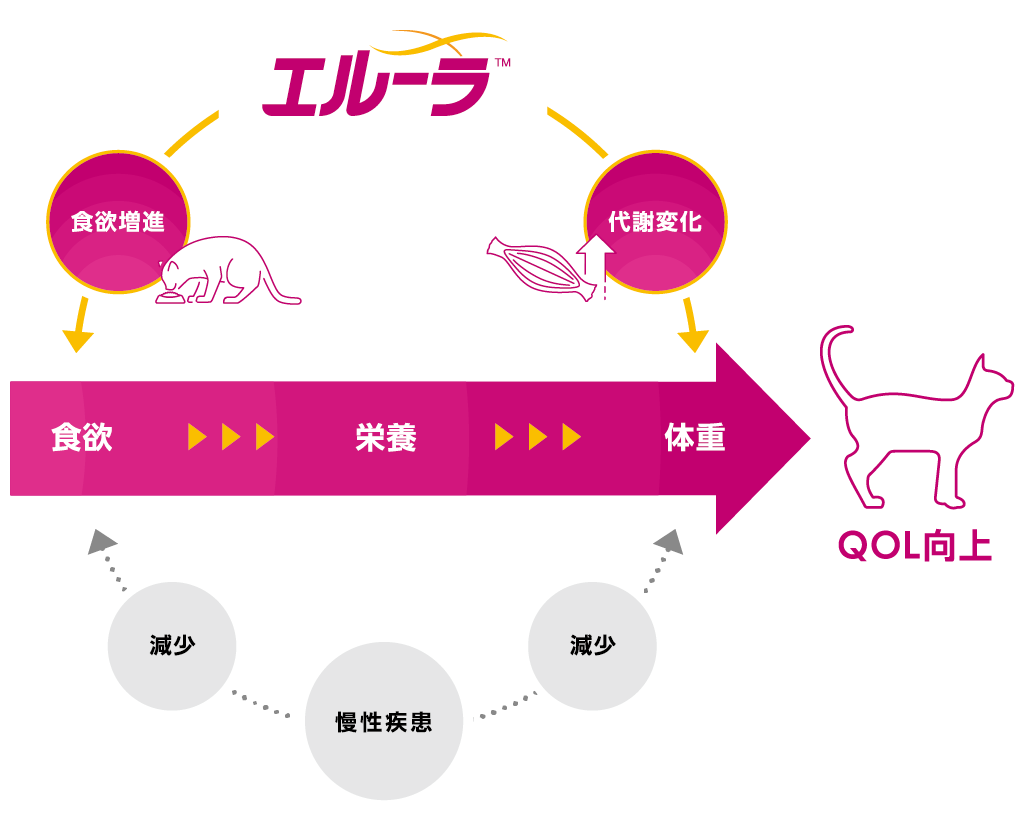 ルーラTMは慢性疾患の管理において体重減少に悩む猫のQOLを向上する新たな基盤となります