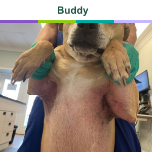 Buddy before treatment with Zenrelia for itch