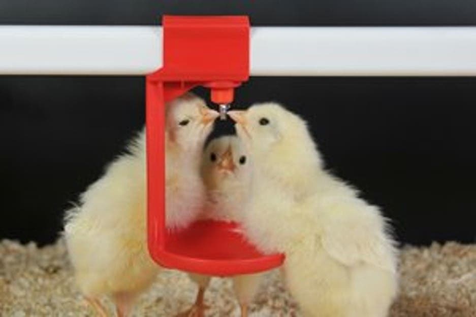 Chicks drinking early vac