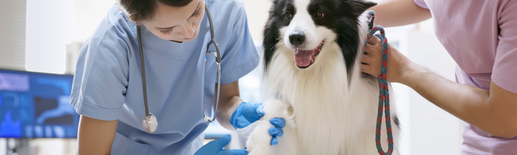 Vet inspecting border collie dog paw