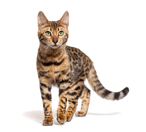 Bengal cat