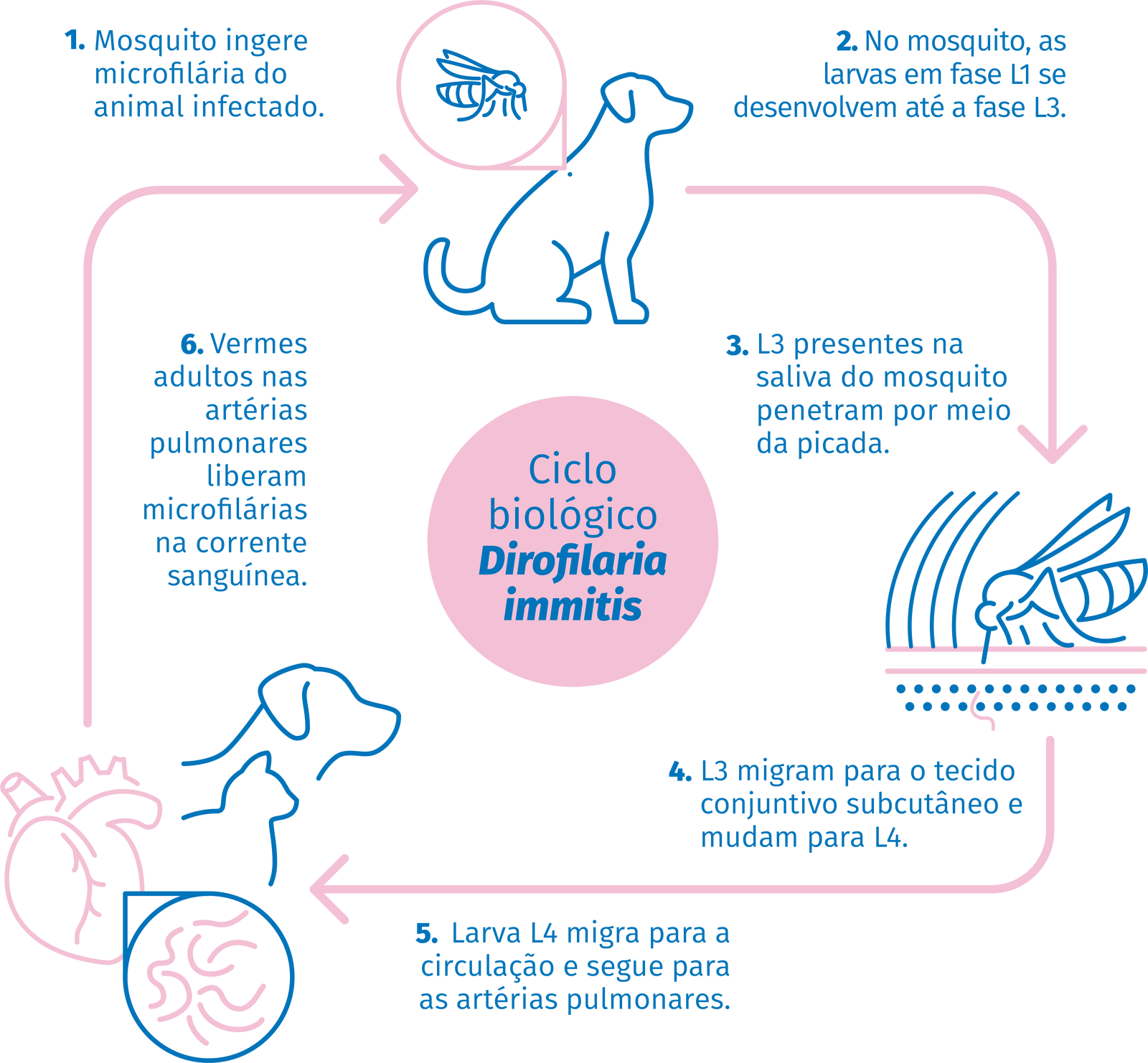 Ciclo de transmissão de Dirofilariose