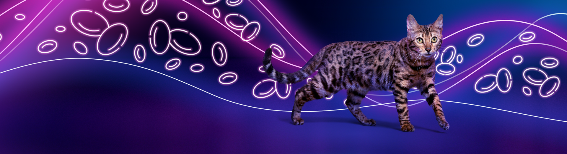 Varenzin™-CA1 (molidustat oral suspension)