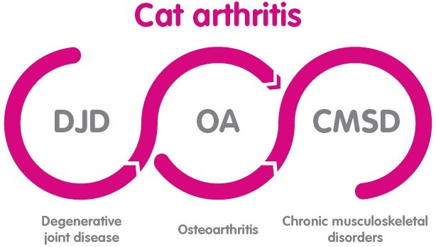 Diagram showing types of arthritis in cats