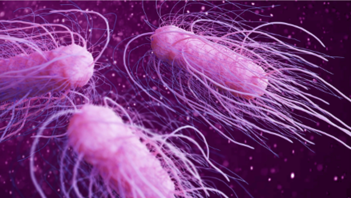¿Por qué la vacunación con vacuna viva bivalente contra la Salmonella es actualmente una estrategia clave para el control de la salmonelosis en el sector avícola de puesta?