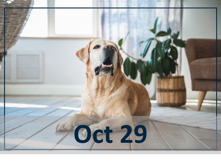 Oct 29 header image webinar