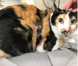 Relatos de casos do uso de Seresto em felinos