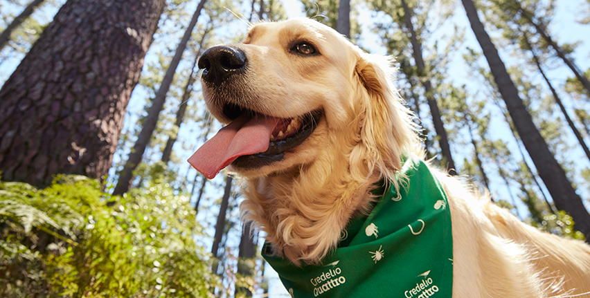  Happy golden retriever in a forest wearing a green Credelio Quattro bandana.