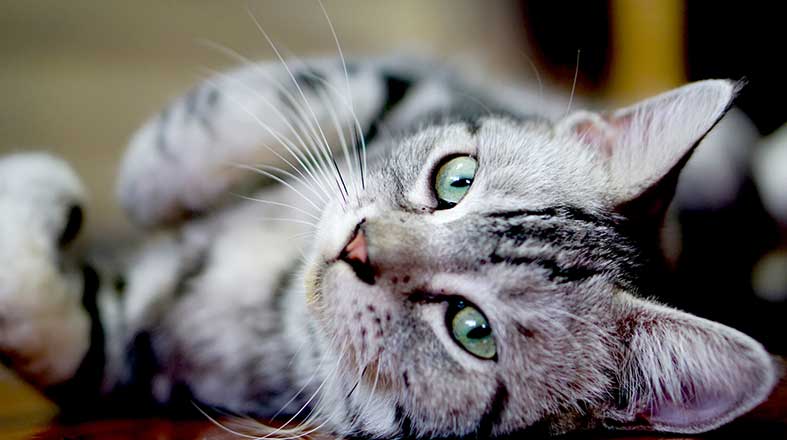 gato deitado no chão
