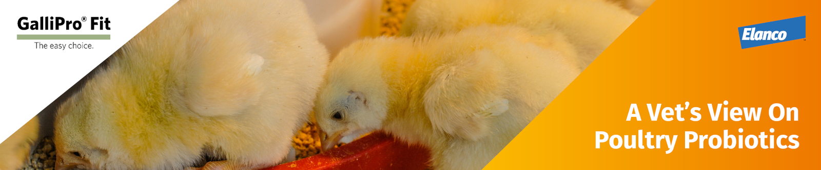 Poultry probiotics header