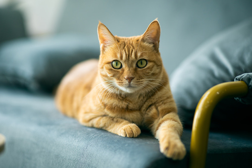 gato em cima do sofá