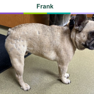Frank before treatment with Zenrelia for itch