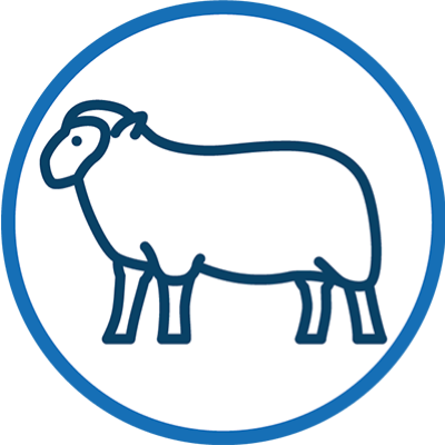 Sheep icon
