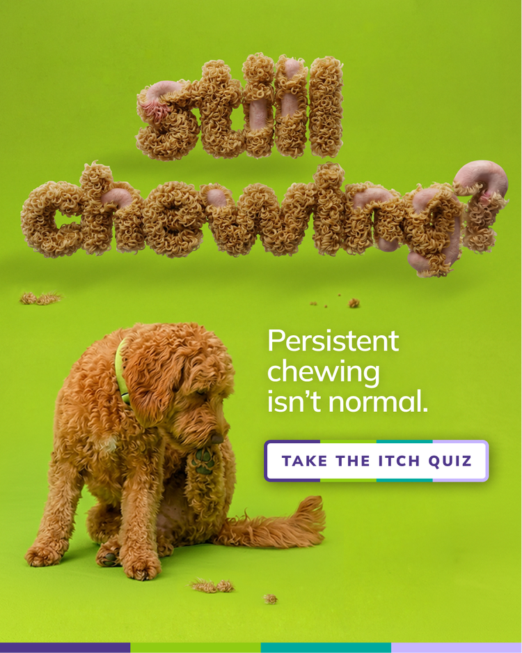 Still chewing social media post with an itchy dog 