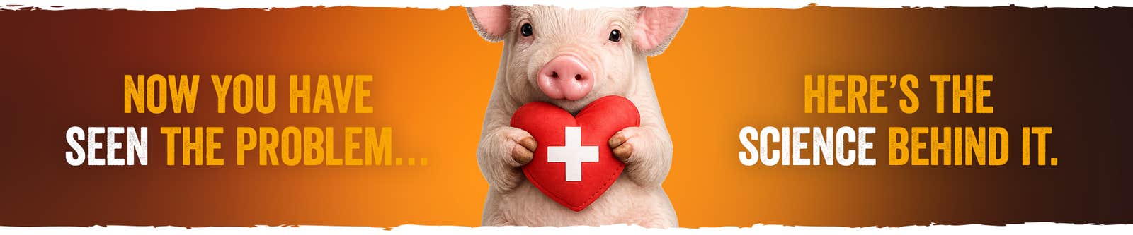 Swine health banner with a pig holding a heart