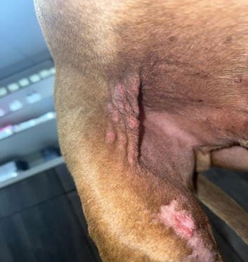 Mowgli before treatment with Zenrelia