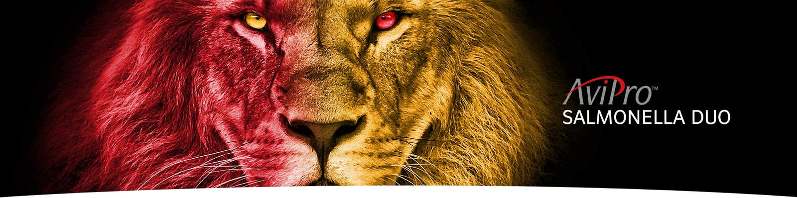 Avipro lion hero banner