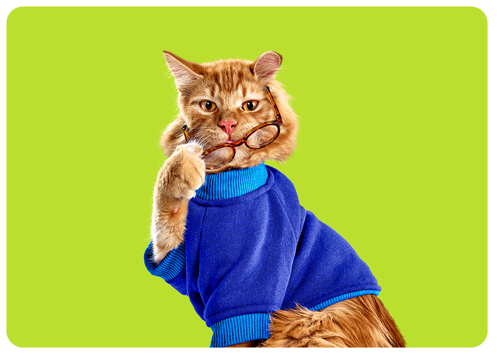 Playful marketing image featuring an orange tabby cat wearing a blue sweater and holding a pair of tortoiseshell glasses in its mouth, set against a bright lime green background.