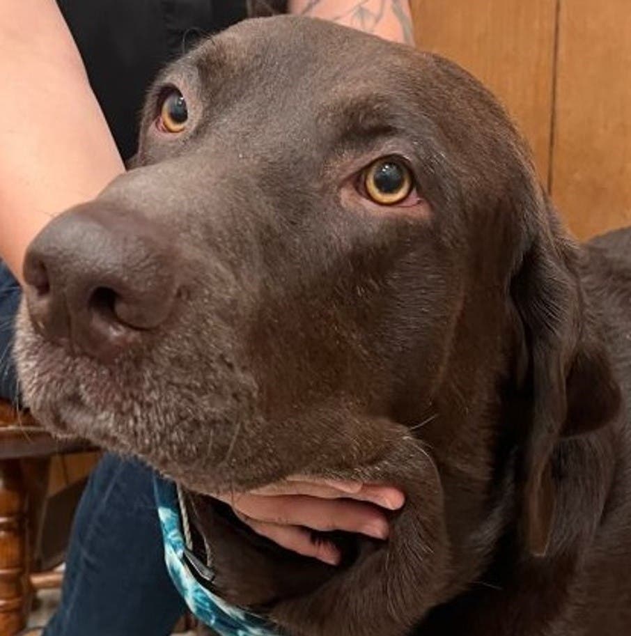 Zenrelia SUCCESS STORY: HUDSON