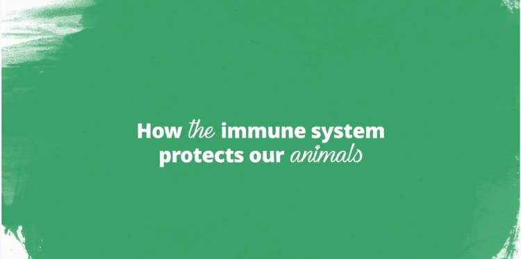Immunity Video Thumbnail
