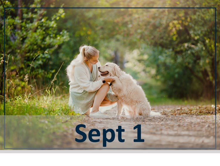Ultimate Itchy Dog Playbook - Webinar Header Sept 1.