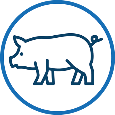 Pig icon