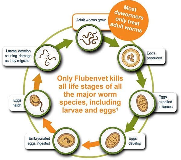 Direct Worm Lifecycle