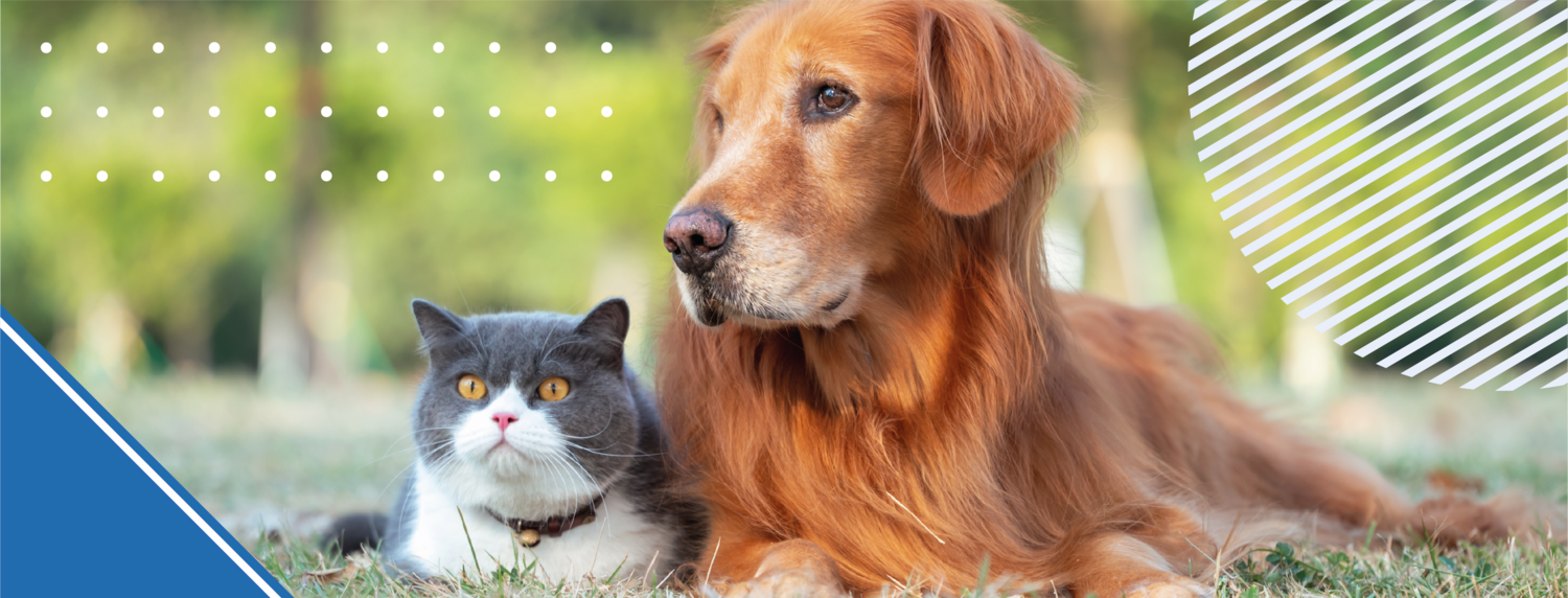 Cachorro e gatos juntos Capstar