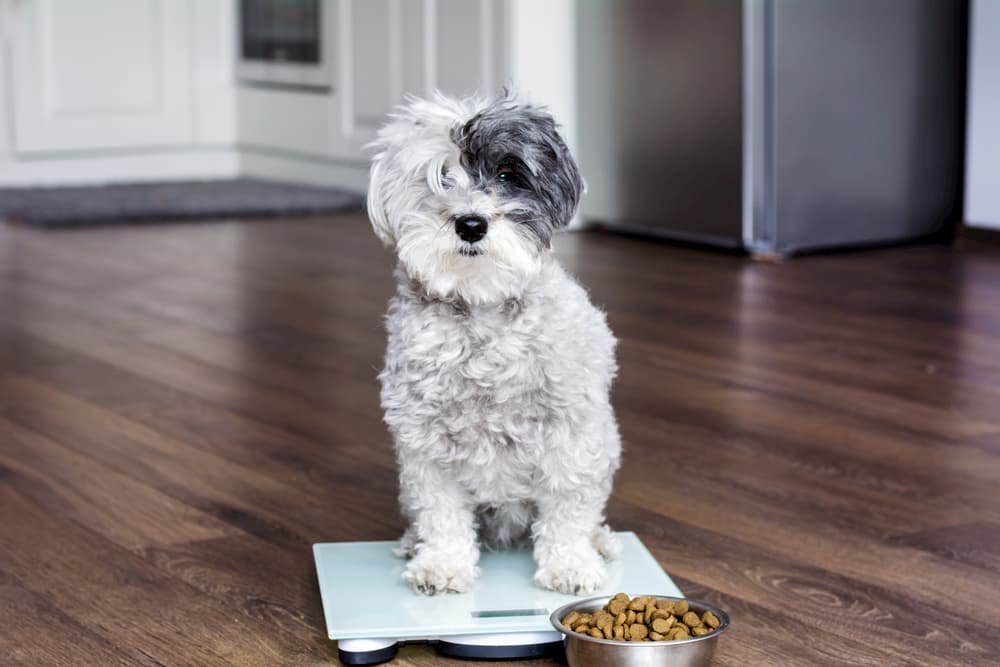 photo d'un chien en surpoids