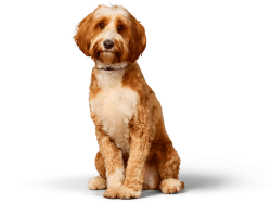 Zenrelia tablets for itchy dogs