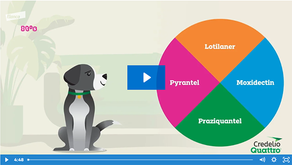 Credelio Quattro video frame showing a dog and a wheel of its four active ingredients: Lotilaner, Moxidectin, Praziquantel, and Pyrantel.