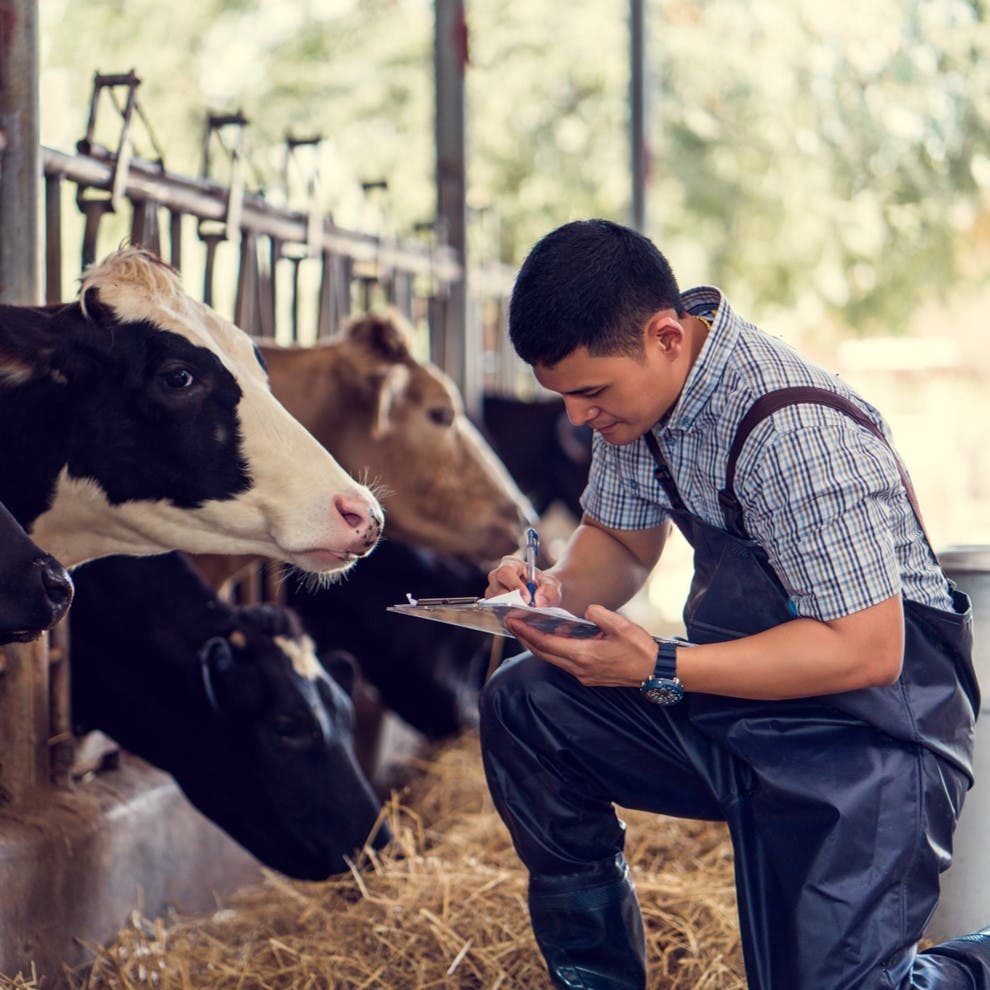 Services vache laitière