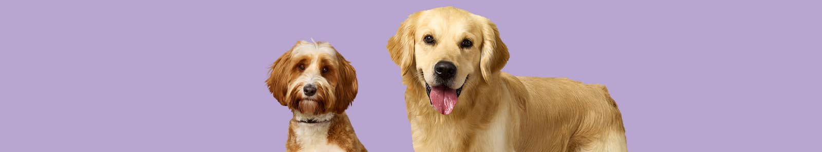 Information on Zenrelia for dogs