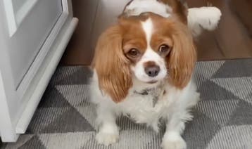 Dog thumbnail