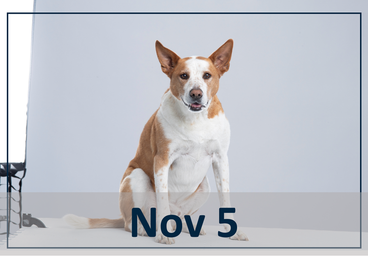 Nocita Nov 5 Webinar