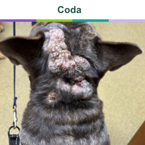Coda before treatment with Zenrelia for itch