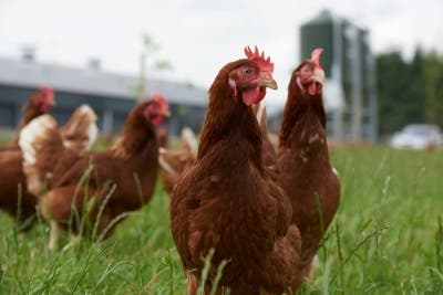 Layer chickens at risk of salmonella