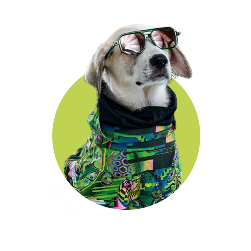 Playful marketing image of a dog wearing mirrored aviator sunglasses and a vibrant green patterned hoodie, set in a lime green circle against a solid dark green background.
