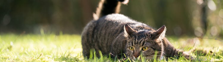 Grå katt på jakt i gress