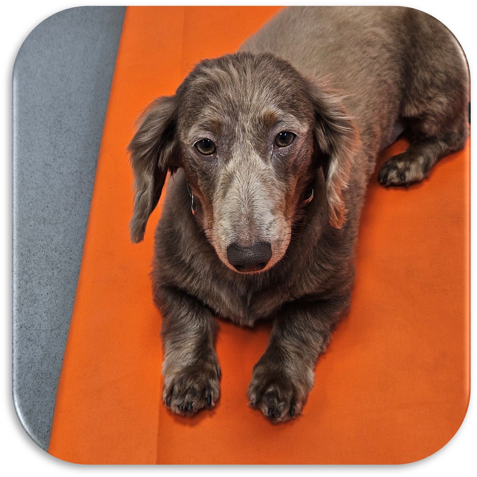 Charlie after photo - showing a dog with improved skin condition.